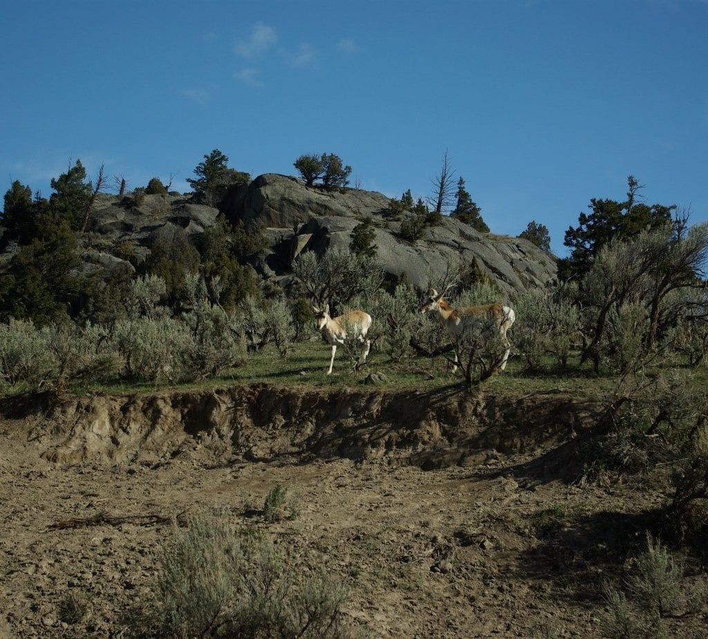 Pronghorn antelope