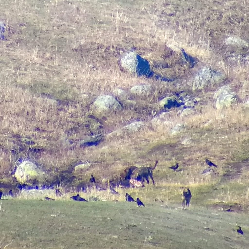 Junction Butte pack at bison kill